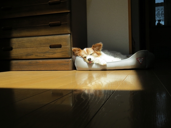 画像 231.ca5.jpg