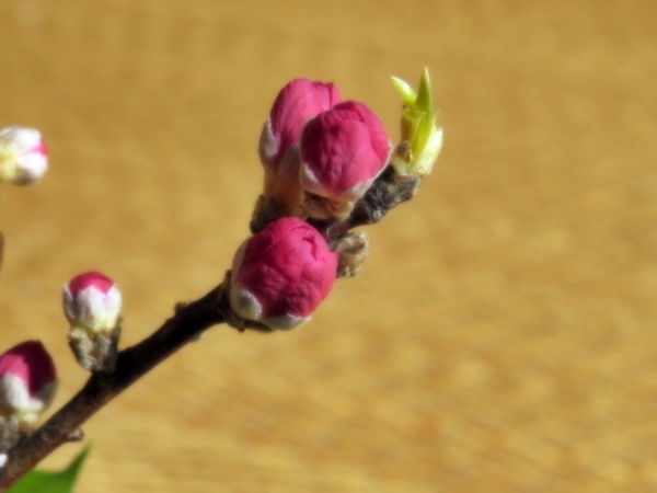 画像 241.ca4.jpg