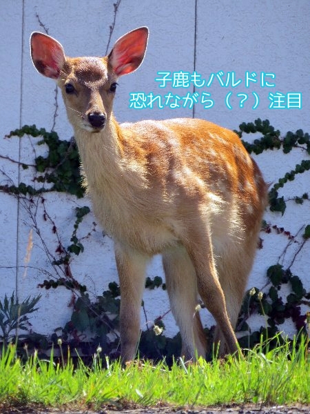 aisika2.jpg
