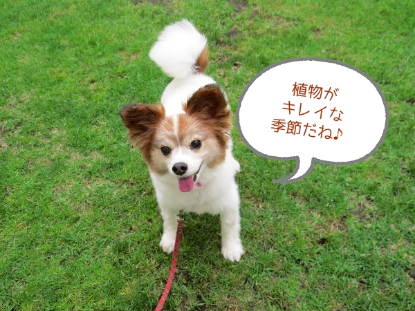 fujira1.jpg