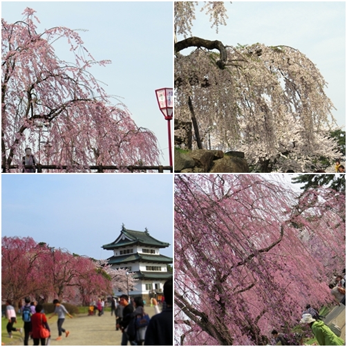 hirosaki1.jpg