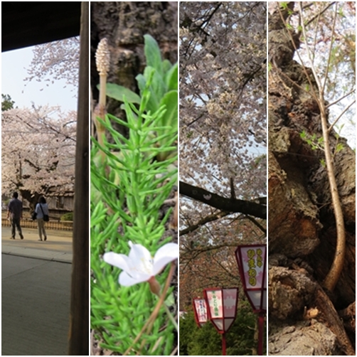 hirosaki5.jpg