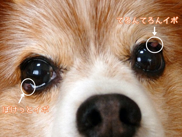iboman2.jpg