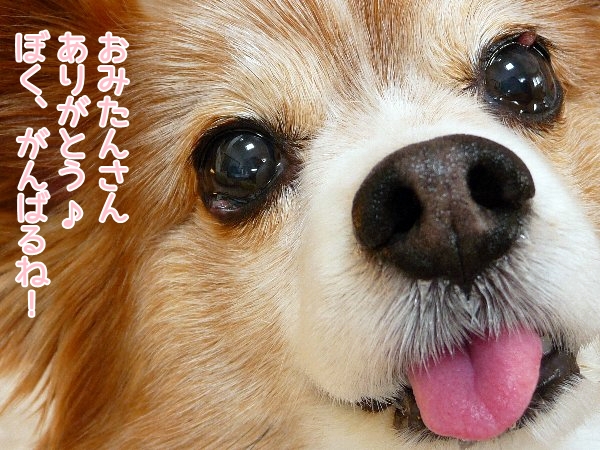 iboman5.jpg