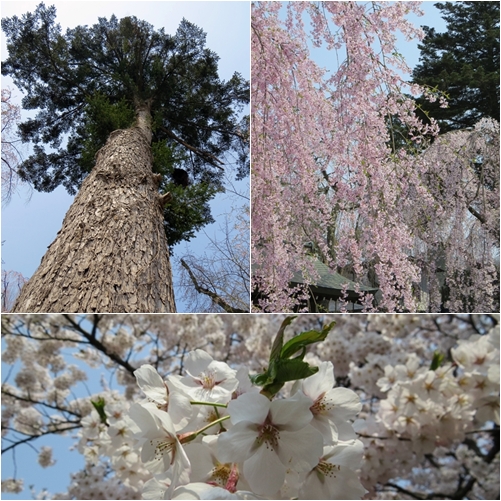 kisaku.jpg