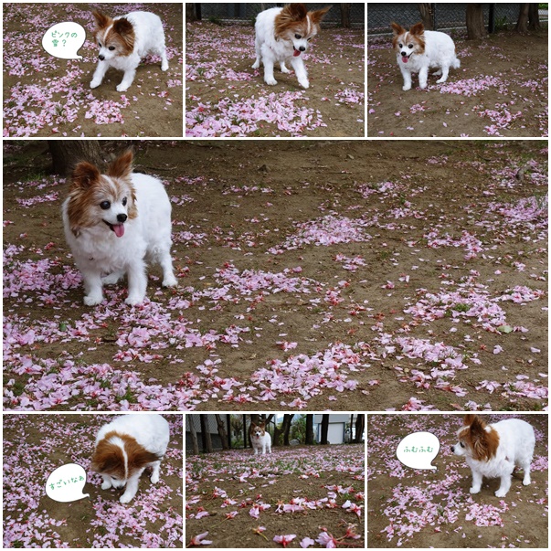 page.balsakura.jpg