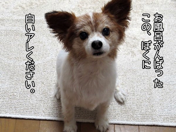 rakuten5.jpg