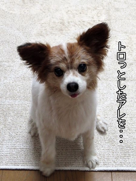 rakuten6.jpg