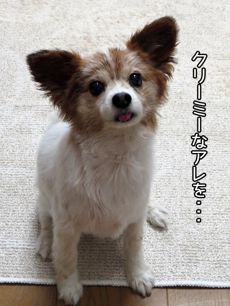 rakuten7.jpg
