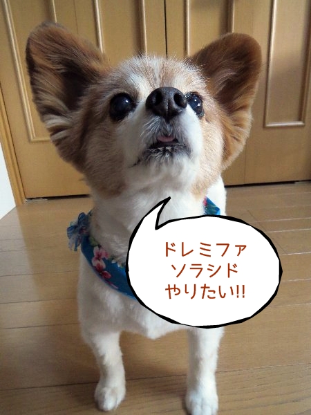 tamakoro1.jpg