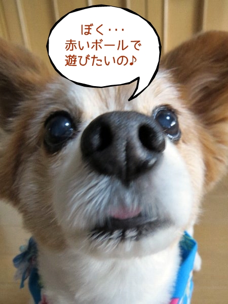 tamakoro2.jpg