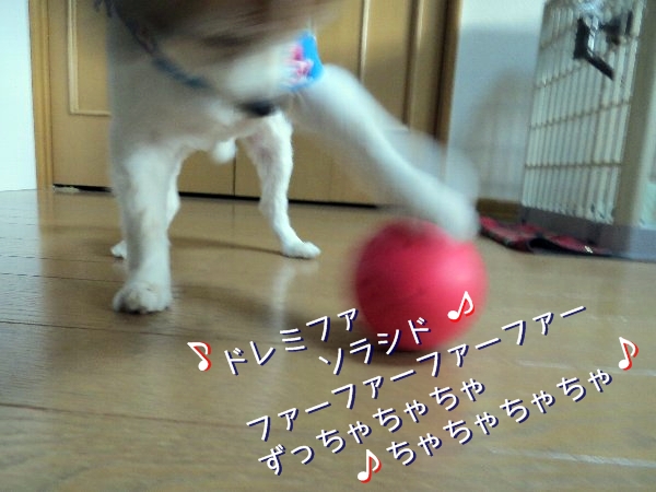 tamakoro3.jpg