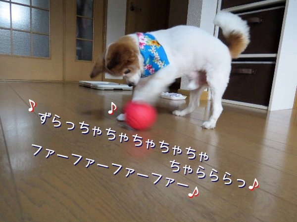 tamakoro4.jpg