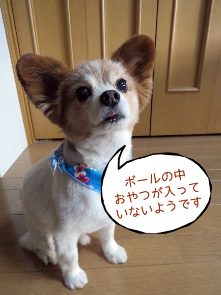 tamakoro6.jpg