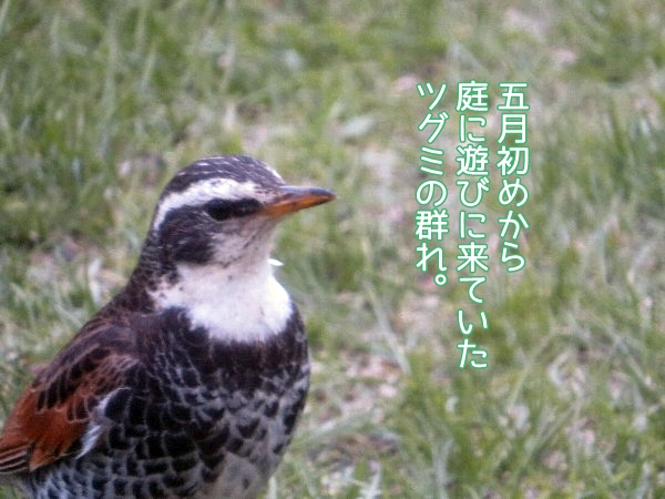 tugumi1.jpg