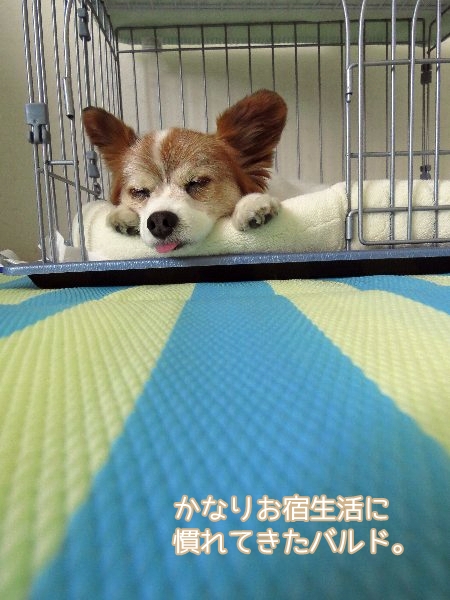 yugata6.jpg